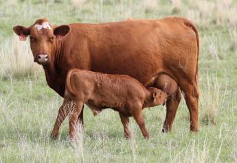 Top 6 Cattle Management Articles from Glenn Selk