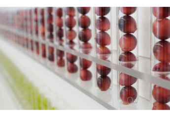 Sheehan Genetics to open table grape varietal innovation center