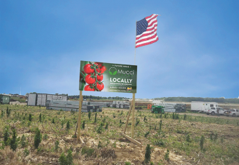 Mucci Farms kicks off Ohio tomatoes
