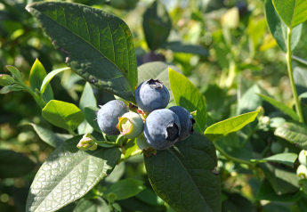 Blueberry importers expect good Argentina season