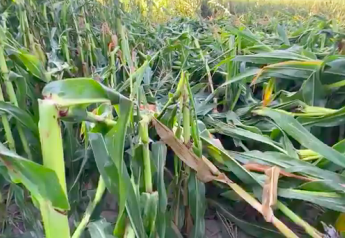 Iowa Cooperative Gives Update on Derecho Damage, Grain Storage