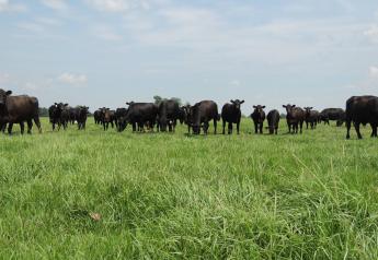 Derrell Peel: Cattle And Beef Markets Look For Summer Direction