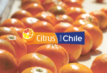 Chile kicks off citrus season