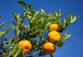 Updated citrus nutrition guide helps growers deal with greening