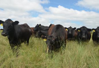 Certified Angus Beef fiscal 2019 sales tonnage volume has increased almost 6% with the June data not yet final.  