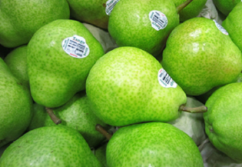 Argentine pear program starts with bartletts on both coasts
