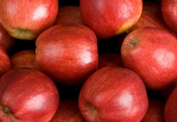 Washington apple crop estimated similar to 2019