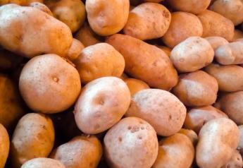 Potato growers ponder COVID-19 pandemic’s fallout