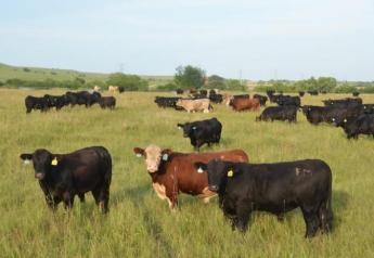 Cattle prices traded higher this week. 