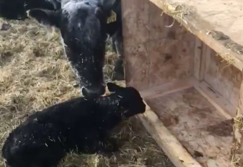 Need A Way to Temporarily Keep Newborn Calves Warm? Try This
