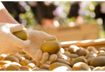 Zespri’s Northern Hemisphere kiwifruit production booming