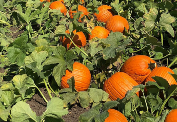 Pumpkin season heats up in California