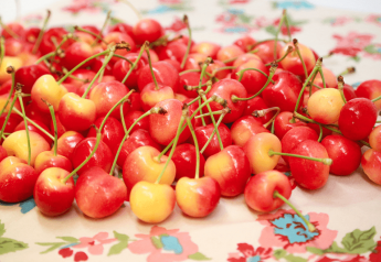 CMI Orchards thrilled by early cherry quality