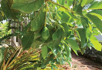 Florida’s avocado crop getting ready to kick off