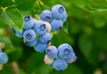Blueberries take off after slow start