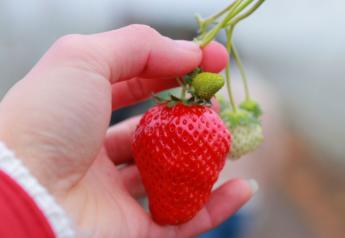 Florida's brilliance strawberry variety a hit