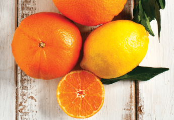 Chilean citrus supplies boosting demand