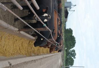 Profit margins for cattle sold for slaughter last week declined $55 per head, according to the Sterling Profit Tracker.