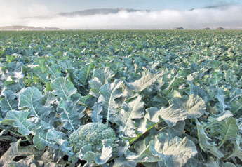 Rough winter could cause vegetable supply hiccups