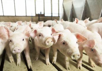 Global Disease Pressure Mounts, Opportunities Emerge for Pork Industry