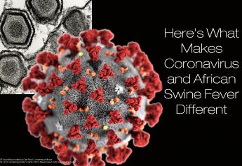 Here's What Makes Coronavirus and African Swine Fever Different