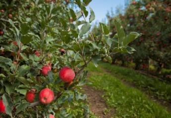 Apples lining up for strong August sales