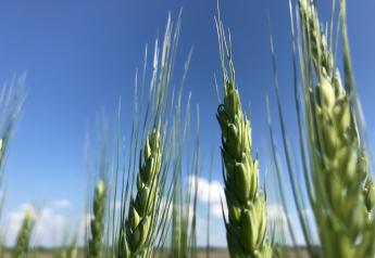 New Wheat Seed Treatment Seeks Registration