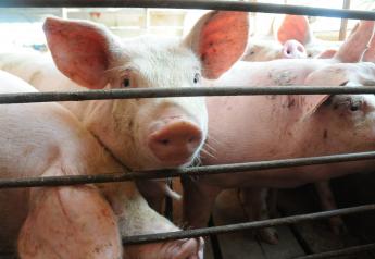 African Swine Fever Strikes North Korea