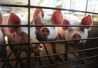 International Conference on Pig Survivability Postponed Until 2021