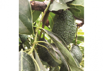 Peruvian avocado shipments underway
