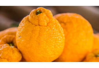 Suntreat donates Sumo Citrus to NYC food bank