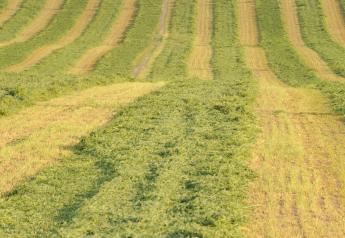 Alfalfa could be a viable crop on prevent plant acres.
