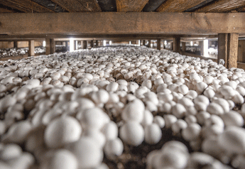 Mushroom markets see strong demand after holidays