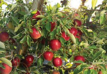 Marketers point to bounty of Washington apple varieties