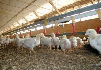 New Indictments In DOJ Chicken Price-Fixing Probe