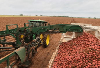 Black Gold Farms harvests Texas red potatoes