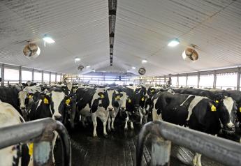 Dairy cows waiting to be milked. 