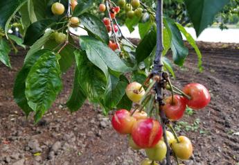 Rains cut California cherry production