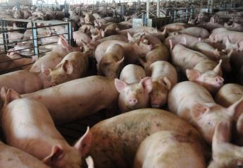 Weaner Cash Market Continues Uptick to $59.96, up $8.23 