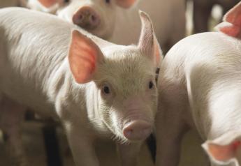 African Swine Fever in China: Long Road Ahead, OIE Says