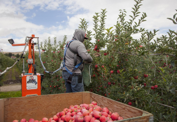 Domex Superfresh Growers sees organic apple, pear growth