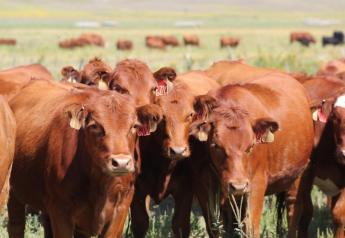 Mid to Late-Summer Supplementation For Fall-Born Replacement Heifers