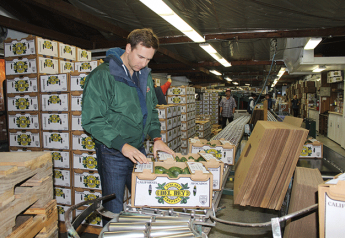 Good quality but tight supplies for California avocados