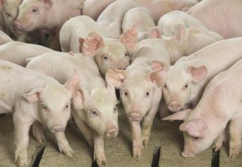 Cash Weaner Pig Prices Average $46.60, Up $7.56 Last Week