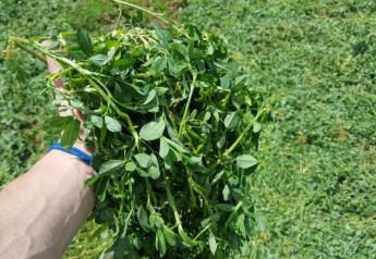 10 Tips for a Better Alfalfa Stand
