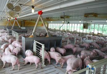 Research: Hog Cholera and Pseudorabies Could Spread Through Feed