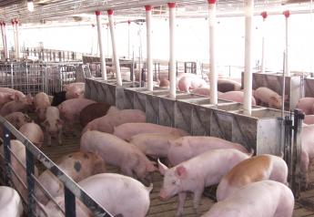 New Valine Product for Pig Diets Provides Adequate Nutrition