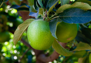 California apples shipping; pear crop down