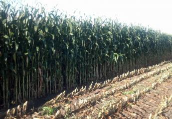 Interest in corn silage as feed for cattle is growing. 