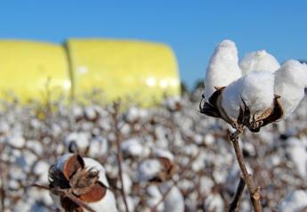 13 Million Acres of Cotton in the Cards for 2021?